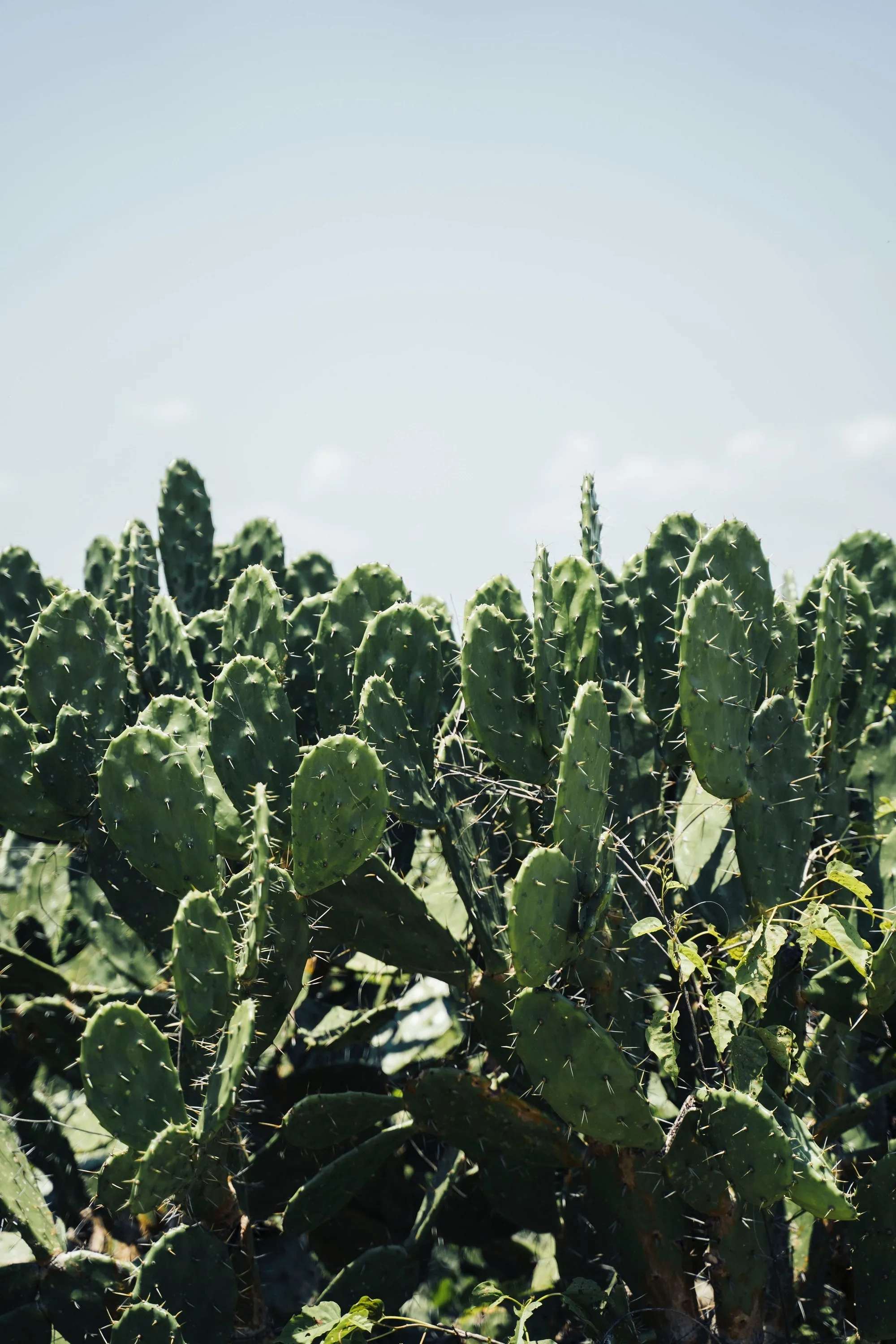 BRADLEY CACTUS